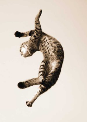 Dancing Cat