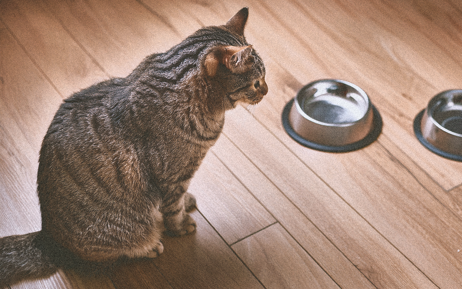 Katze pinot hypnotisiert den futternapf