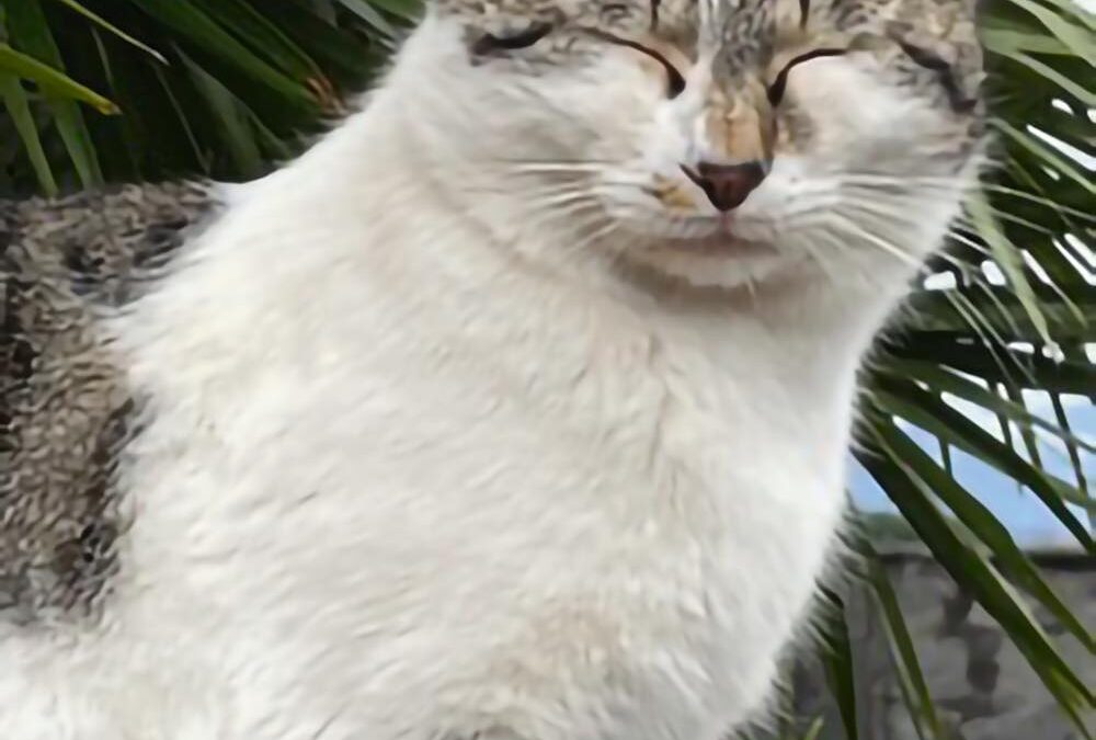 Vier Gründe, warum Katzen schnurren – und was es bedeutet, wenn sie es nicht tun